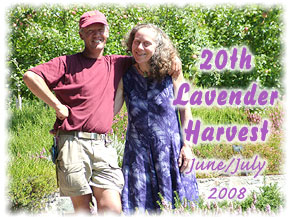 20th <b>Lavender</b> harvest - Michael and Lynda Dowling