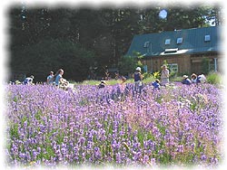 Harvesting Lavender