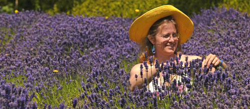 lady lavender harvester