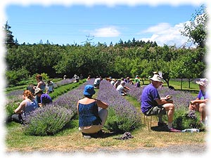 Lavender Harvest