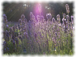 <b>Lavender</b> in the sun