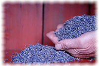 loose dried lavender