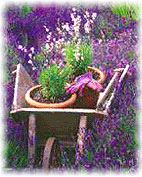 wheelbarrow with herbs and Lavender