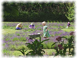 Kids Love Lavender