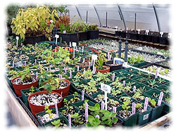 baby plants in the greenhouse