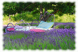 Lavender beds