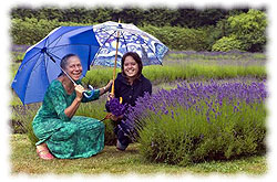 Dowlings in Lavender field in the rain