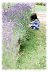 Lavender beds