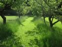 orchard
