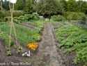 the vegetables