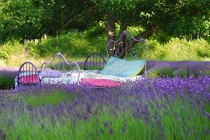 lavender beds