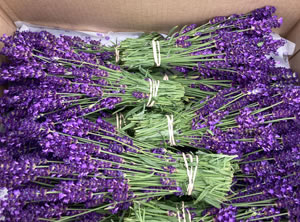 purple Lavender bundles