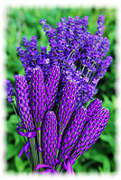 Lavender wands