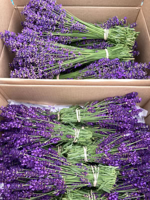 purple Lavender bundles