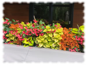 large planter box with a wide variety of plants