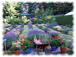Lavender growing on the farm