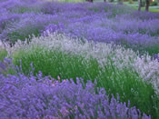 Purple and White Lavender