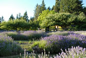 Lavender Farm in the Forest