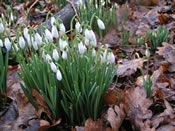 Lovely Snowdrops with Oak Leaves