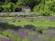 Purple and Green Fields