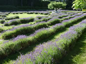 Rows of Lavender